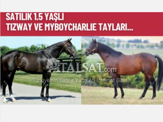 Satılık 1.5 Yaşlı Tizway ve Myboycharlie Tayları…