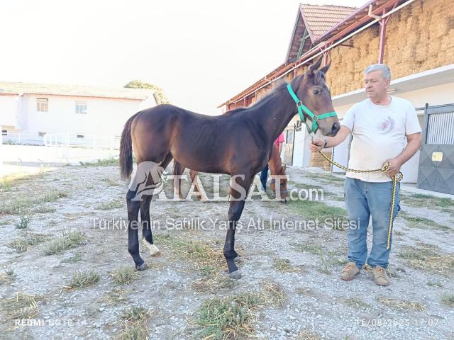 08.03.25 Dişi, HAKEEM Tayı