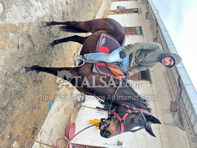 BAKYAR EKURİSDEN KİNG DAVİD TAYI TRIS YAPIYOR