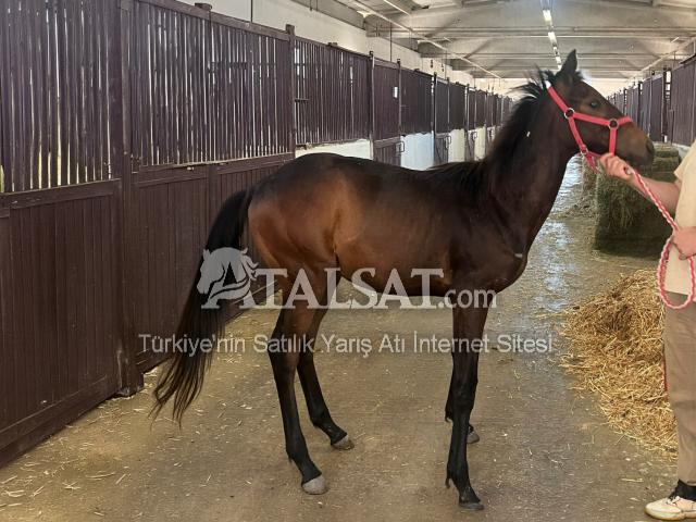 Satılık İsimsiz Erkek Tay  – İstenirse Anne Kısrak Dahil Seçenekli